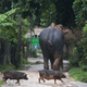 The wild male elephant walks towards a nearby hill on the outskirts of Guwahati.